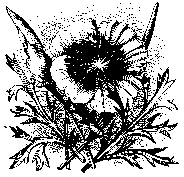 flwr014.gif (3243 bytes)