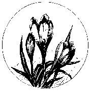 flwr007.gif (2095 bytes)