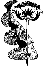 flwr009.gif (3133 bytes)