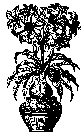 amaryllis.gif (38531 bytes)