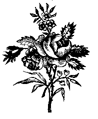 flwr001.gif (2657 bytes)
