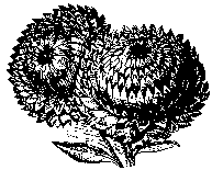 flwr003.gif (2827 bytes)